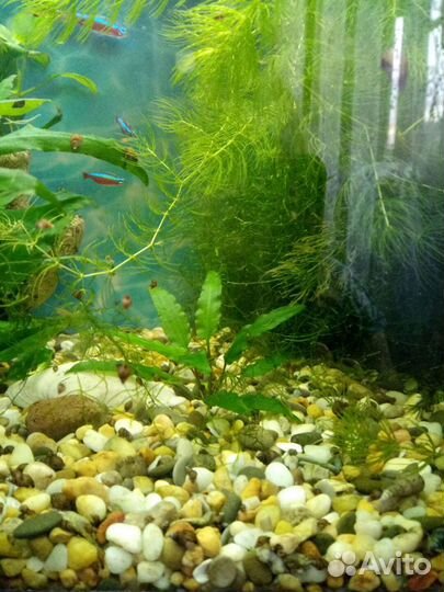 Продам роголистник, Криптокорина