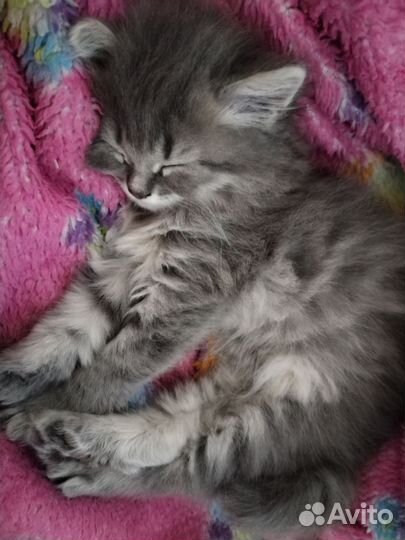 Британские котята