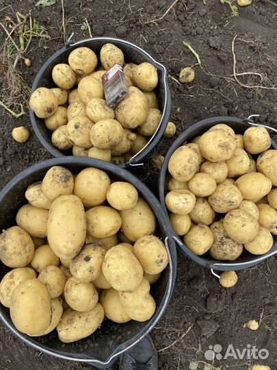 Картофель с Личного Подсобного Хозяйства