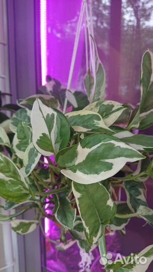 Сциндапсус росписной,Эпипремнум Энджой