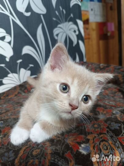 Котик дворянин в добрые руки)