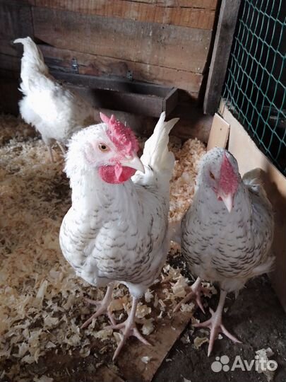 Пушкинский петух