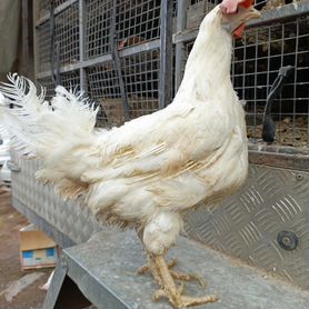Куры несушки продам