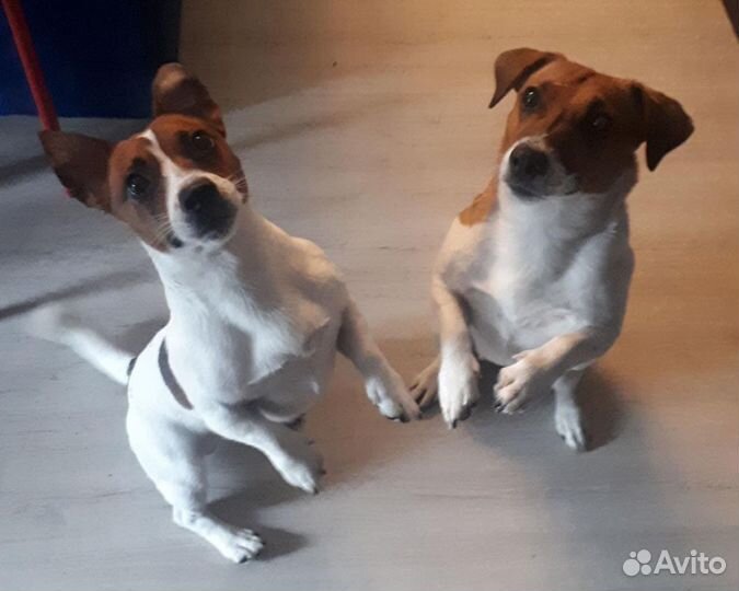 Джек Рассел терьер вязка