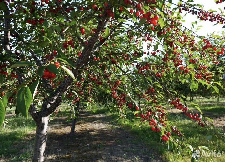 Вишня саженцы