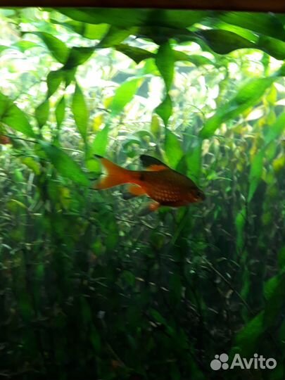 Спиральная валиснерия