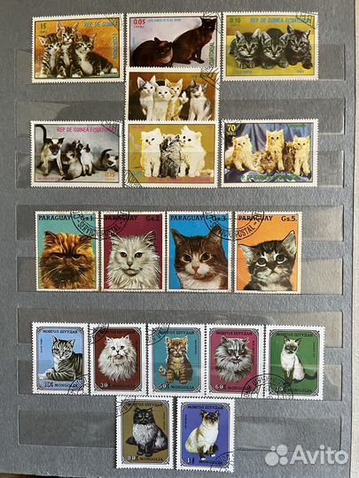 Кошки и котята