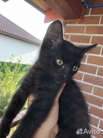 Бомбейские котята