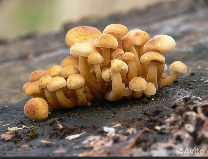 Готовые созревшие блоки опят зимних (фламмулины)