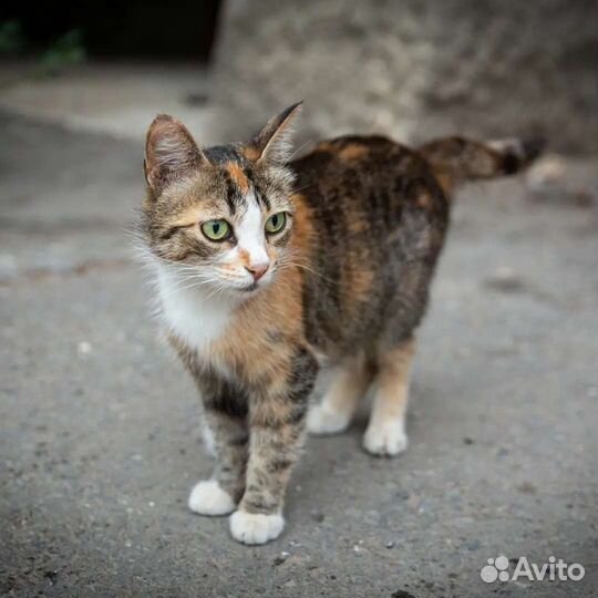 Котятки и их мама