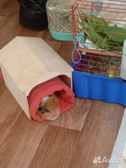 Передержка бесплатно морских свинок