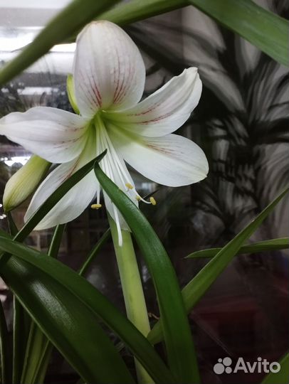 Гиппеаструмы