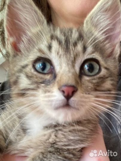 Котенок мальчик полосатик