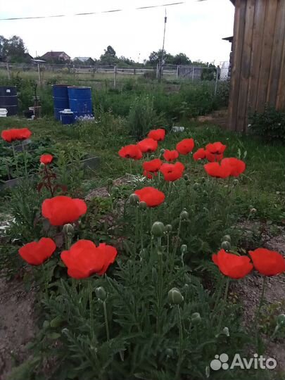 Ромашка синяя,декоративный мак