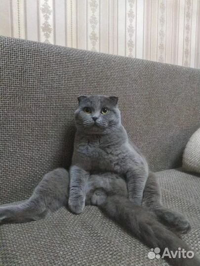 Котик на вязку