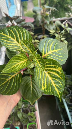 Комнатные цветы