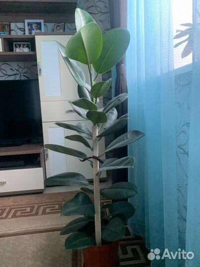 Комнатные цветы