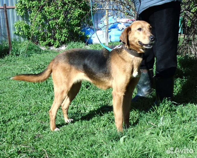 Ласковая метиска гончей в добрые руки