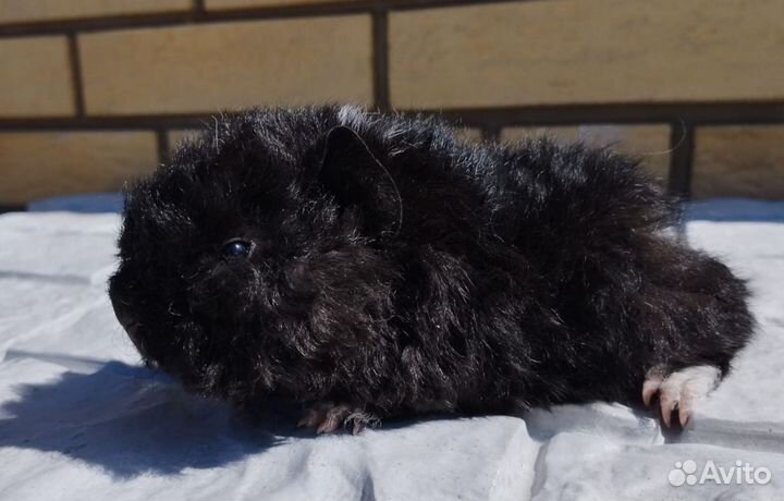 Морская свинка альпака