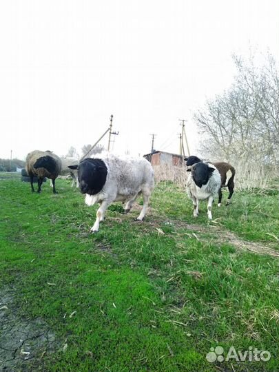 Овцы бараны дорпер