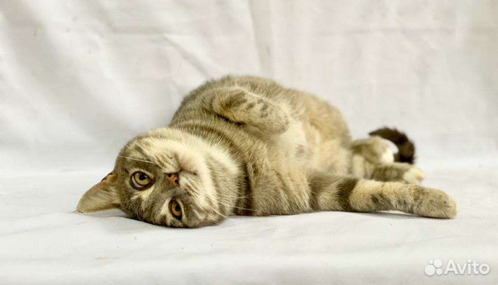 Кошка в дар бесплатно