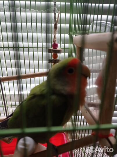 Попугай неразлучники с клеткой