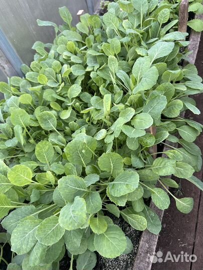 Рассада капусты