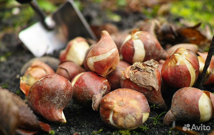 Луковицы тюльпанов оптом