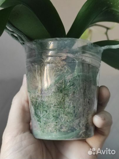 Орхидея фаленопсис бабочка