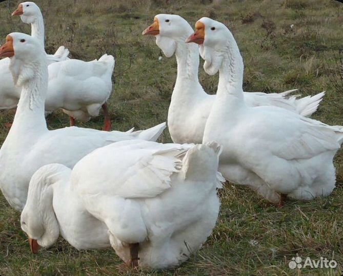 Холмогорские гуси (самцы)