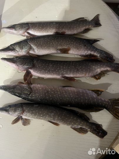 Свежая рыба щука