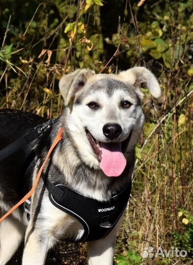 Собака в дар