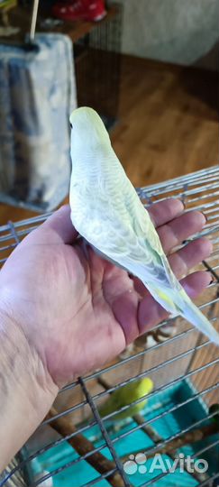 Волнистый попугай ввп чех