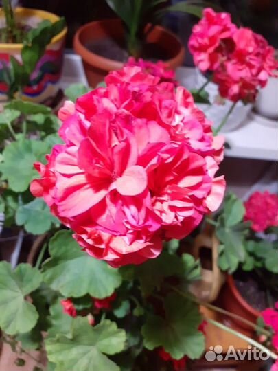 Пеларгония герань обмен