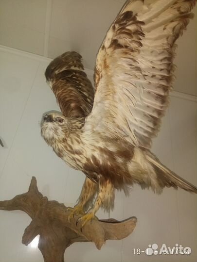 Чучело Сокола