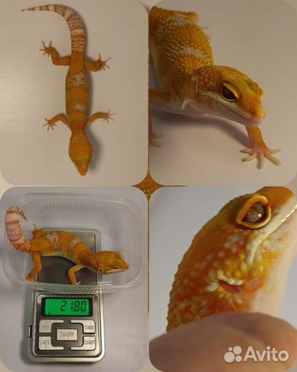 Геккон эублефар