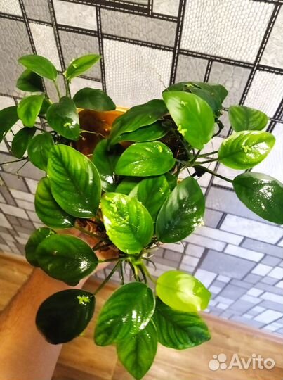 Анубиас нано + декор