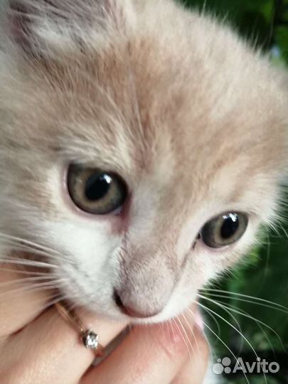 Кошка добрые руки