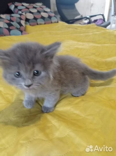 Котенок девочка бесплатно