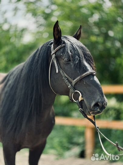 Карачаевский жеребец