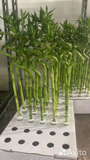 Бамбук растение Лаки спиральный