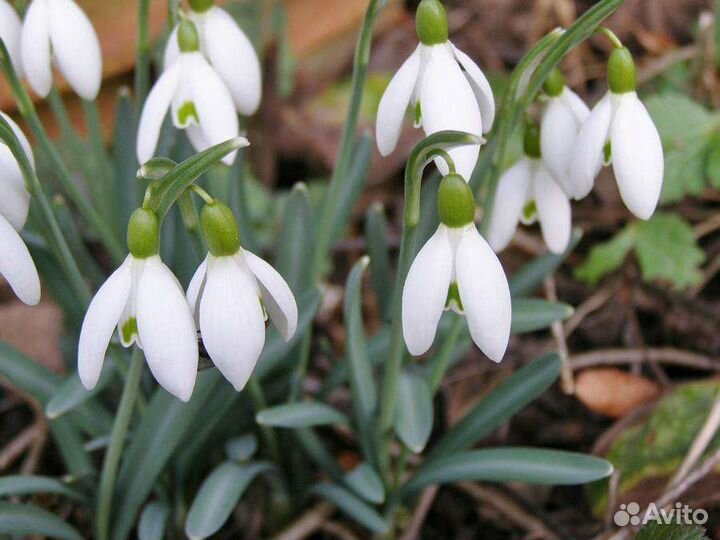 Подснежники Галантус, купена