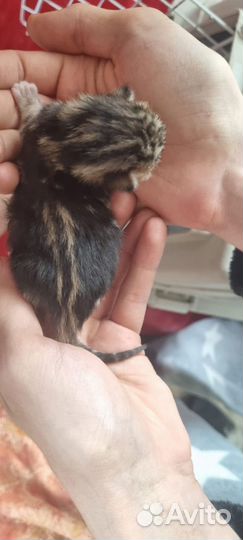 Бенгальский метис котята