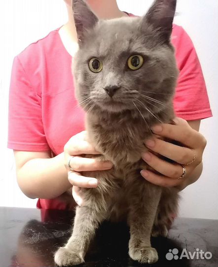 Котик британец