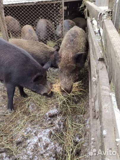 Дикий кабан