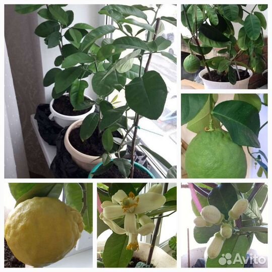 Лимон,юбилейный, на подарок, сдек