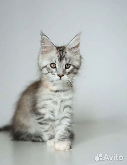 Котята мейн-кун