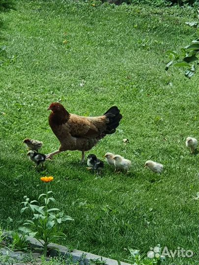 Карликовая бентамка и цыплята