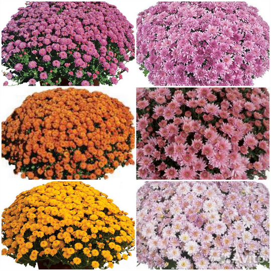 Хризантема мультифлора