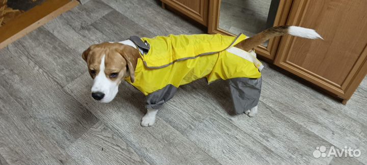 Кобель бигли для вязки